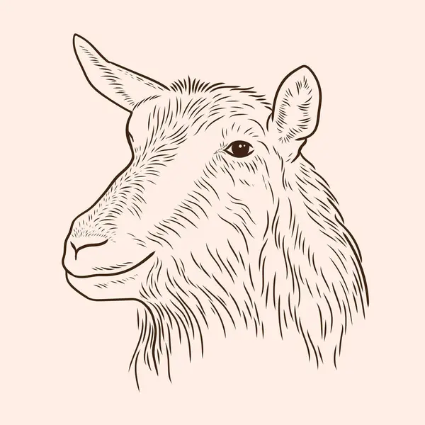 stock vector Drawing of a goat's head in the style of line drawing. Goat head in retro style. Engraving of a goat. 