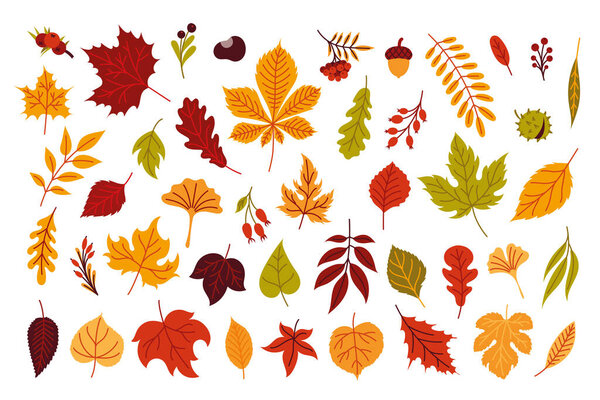 Set of autumn leaves and berries on a white background. Leaves, acorns, chestnuts, rose hips. 
