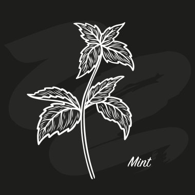 Naneli bir dalın çizimi. Tahtaya tebeşir çizerek. Çizgi çizim biçiminde bir nane dalı. 