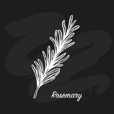 Biberiye dalı çizimi. Tahtaya tebeşir çizimi. Çizgi çizme biçiminde biberiye dalı. 