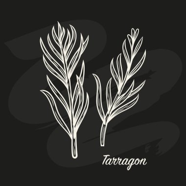 Tarhun dalı çizgi çizme tarzında. Tahtaya tebeşir çizimi. Çizgi çizme biçiminde tarhun dalı. 