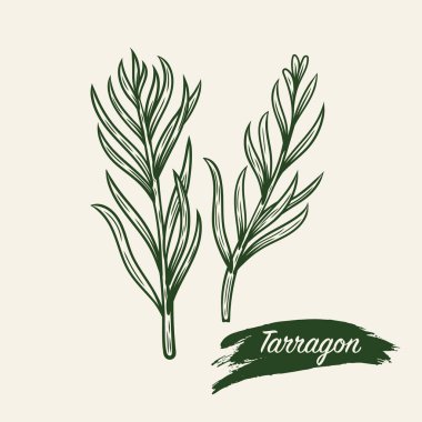 Tarhun dalının çizimi. Çizgi çizme biçiminde tarhun dalı. 