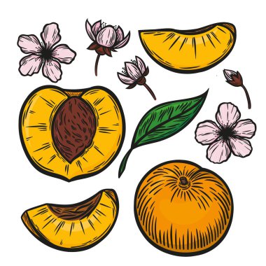 Çizgi çizim tarzında bir şeftali seti. Şeftalinin renkli görüntüsü. Şeftali, şeftali, yaprak ve çiçek. Şeftali çizimi.