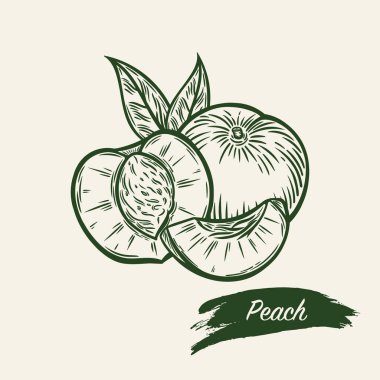 Şeftali çizimi. Çizgi çizme tarzında şeftali. Toplanmak için harika..