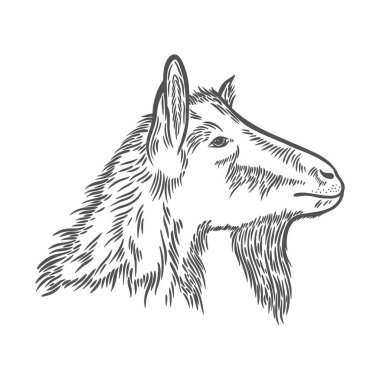 İşleme tarzında bir keçi resmi. Keçi kafası çizim tarzında. Grafik şeklinde elle çizilmiş bir çizim. Keçi çiftliği hayvanı