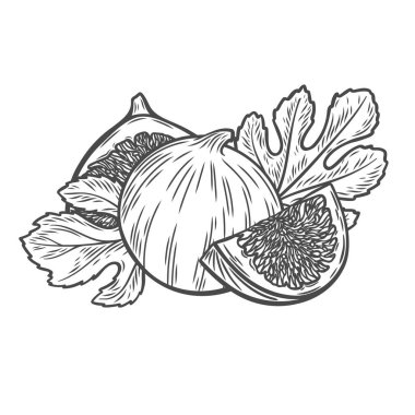 İncir, incir ve yaprakların kabartma tarzında tasviri. Çizgi çizimi incir.