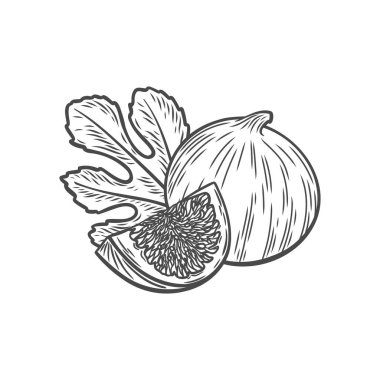 İşleme tarzında incir. İncir lobu ve yapraklı meyve. İncir çizgisi.