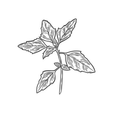 İşleme tarzında kinoa dalı. Kinoa bitkisinin çizgi çizimi.