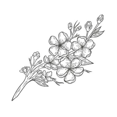 Çiçekli güzel sakura dalı. İşleme tarzında kiraz çiçekleri. Bahar çiçekli ağaç.
