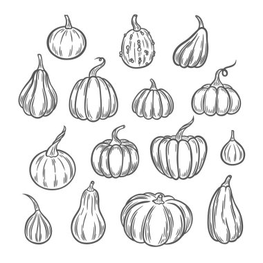 Pumpkins Hattı Sanat İllüstrasyonu, Ana Hattı Balkabağı Düzenleme El Çizimi İllüstrasyonu. Kabaklar kabartma biçiminde çizilmiş.