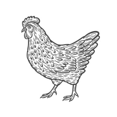 Image of a chicken in engraving style. Chicken drawn in vintage style. Domestic bird, farm animal.