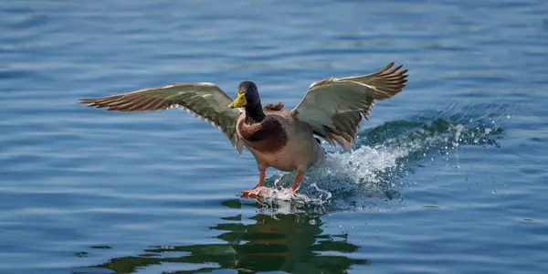 Mallard Drake suya iniyor ve görünüşe göre kayak yapıyor.