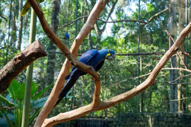 Mavi ve Sarı Macaw Kuşu ayakta. Yüksek kalite fotoğraf