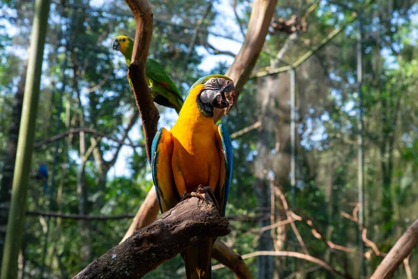 Mavi ve Sarı Macaw Kuşu ayakta. Yüksek kalite fotoğraf