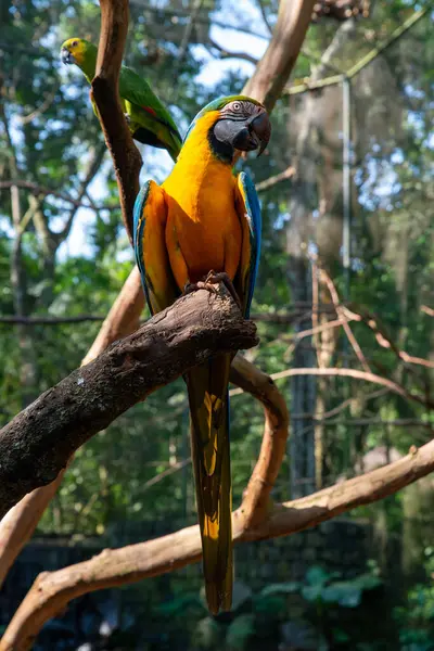 Mavi ve Sarı Macaw Kuşu ayakta. Yüksek kalite fotoğraf