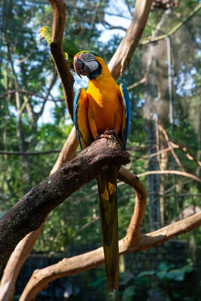 Mavi ve Sarı Macaw Kuşu ayakta. Yüksek kalite fotoğraf