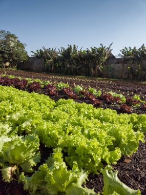 Arka bahçede organik sebze bahçesi. Yüksek kalite fotoğraf