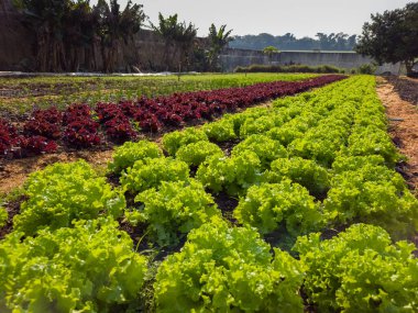 Arka bahçede organik sebze bahçesi. Yüksek kalite fotoğraf