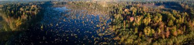 Sonbahar ve güneşli bir günde İHA 'dan Knyszyn ormanındaki bataklığa kadar uzanan panorama. Yeşil suda büyüyen orman gölü ağaçlarının manzarası..