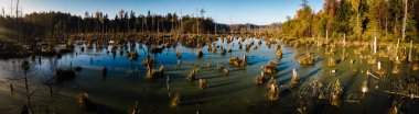 Sonbahar ve güneşli bir günde İHA 'dan Knyszyn ormanındaki bataklığa kadar uzanan panorama. Yeşil suda büyüyen orman gölü ağaçlarının manzarası..