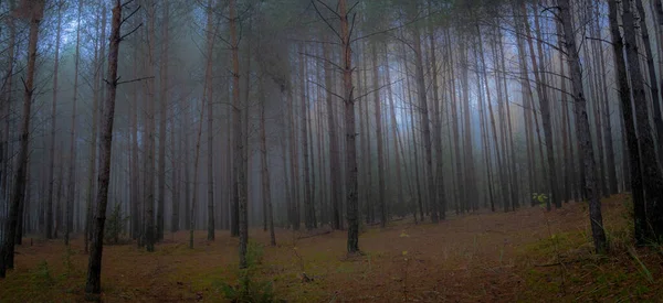 Panorama Del Bosque Día Nublado Otoño Por Mañana Podlasie Polonia — Foto de Stock