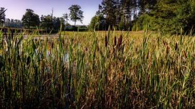 View of the lake in the forest on a sunny,summer day in podlasie,poland.