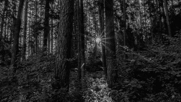 Black and white photograph of the forest and lake in Podlasie.