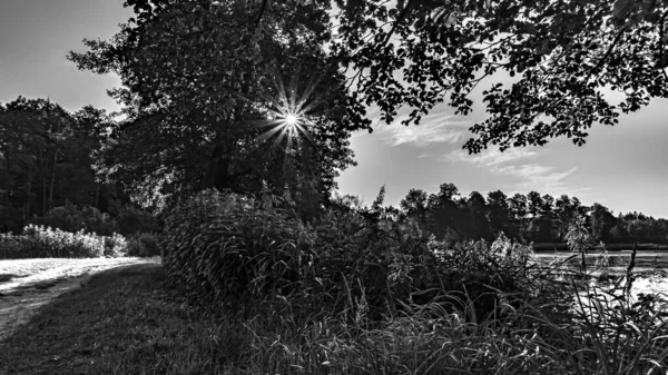 Black and white photograph of the forest and lake in Podlasie.