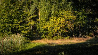 View of the forest on a summer,sunny day in Podlasie in Poland.