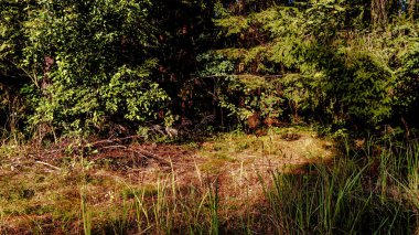 View of the forest on a summer,sunny day in Podlasie in Poland.