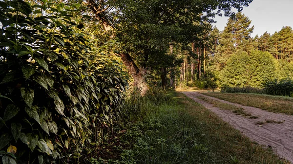 View of the forest on a summer,sunny day in Podlasie in Poland.