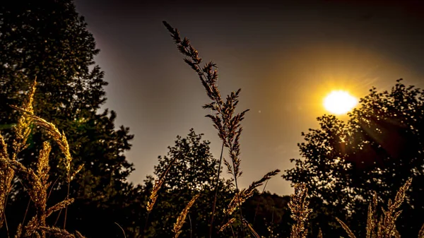 View of the forest on a summer,sunny day in Podlasie in Poland.