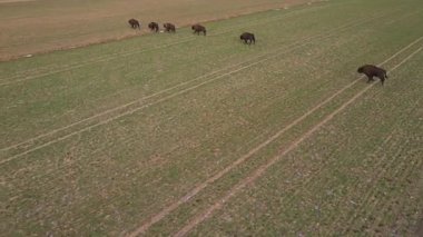 Top view of bison in the wild in Podlasie fields in Poland.