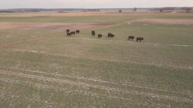 Top view of bison in the wild in Podlasie fields in Poland.