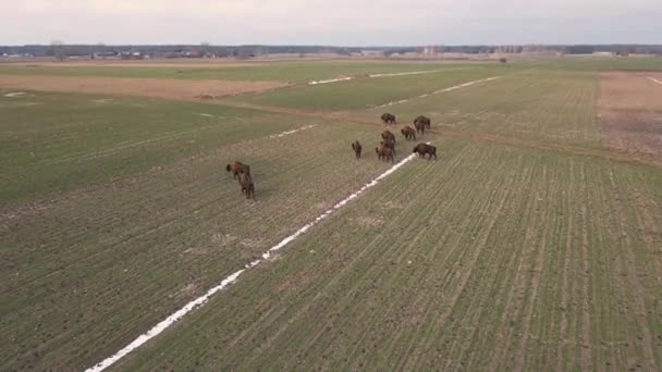 Top View Bison Wild Podlasie Fields Poland — Stock Video