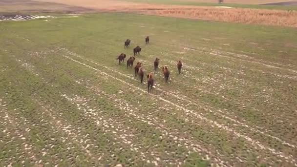 Top View Bison Wild Podlasie Fields Poland — Stock Video