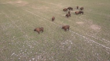 Top view of bison in the wild in Podlasie fields in Poland.