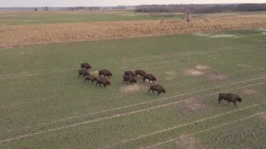 Top view of bison in the wild in Podlasie fields in Poland.