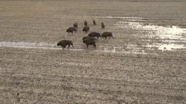 Top view of bison in the wild in Podlasie fields in Poland.