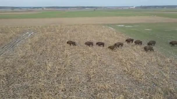 Top View Bison Wild Podlasie Fields Poland — Stockvideo