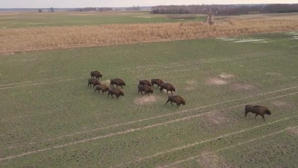 Vista Superior Bisão Estado Selvagem Nos Campos Podlasie Polônia — Vídeo de Stock