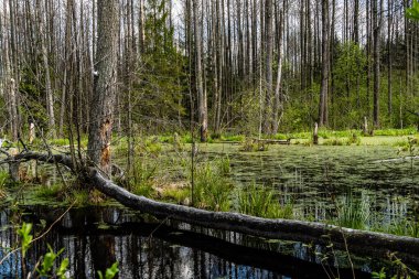 Ormandaki bataklığın bahar manzarası. Yeşil orman gölü manzarası. Knyszyn ormanındaki bataklıkta yetişen yeşil suda yetişen ağaç..