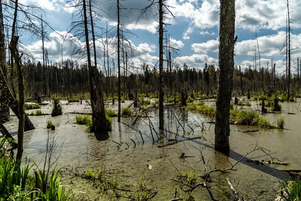 森の中の沼の春の風景緑の森の湖の景色クニズィンの森の沼で緑の水に育つストレス — ストック写真