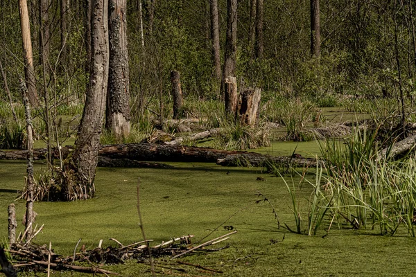 Tavaszi Táj Mocsár Erdőben Kilátás Zöld Erdő Tava Tress Növekvő — Stock Fotó