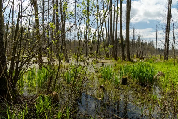 森の中の沼の春の風景緑の森の湖の景色クニズィンの森の沼で緑の水に育つストレス — ストック写真