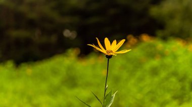 Helianthus tuberosus, asteraceae familyasından bir bitki türüdür..