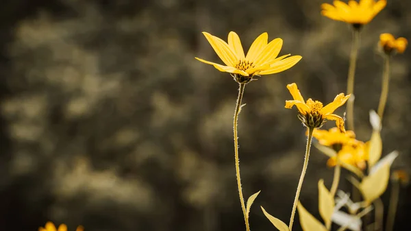 金银花是星科植物中的一种 花序和观赏植物 — 图库照片