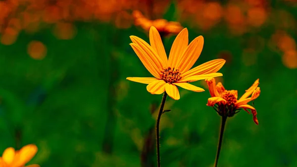 金银花是星科植物中的一种 花序和观赏植物 — 图库照片