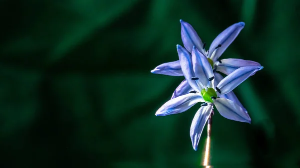 Sibirya Soğanı Sibirya Kestanesi Mart Nisan Aylarında Açan Mavi Çiçek — Stok fotoğraf
