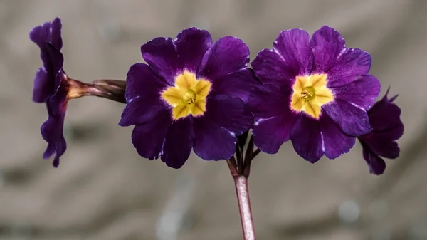 Primula Acaulis Primula Vulgaris Köklü Primose Süs Bitkisi Baharın Başında — Stok fotoğraf